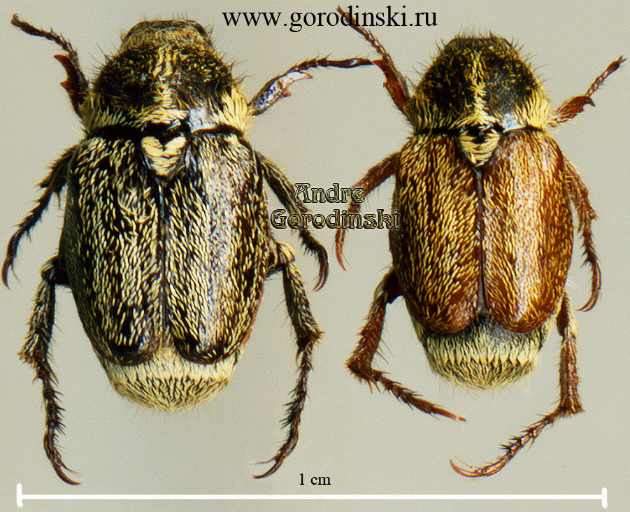 http://www.gorodinski.ru/scarabs/Diphycerus sp..jpg